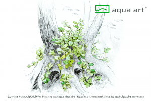 Alternative view of Micranthemum 'Monte Carlo' (Perlenkraut) - InVitro