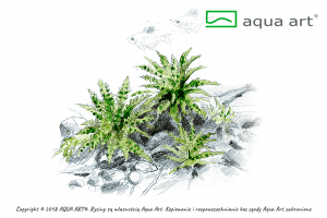 Pogostemon helferi (Daonoi) - InVitro