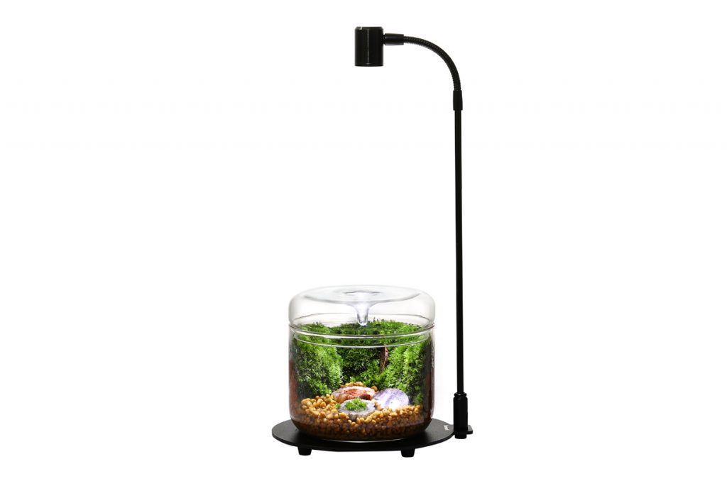 Collar Wabi Kusa Set Glasvase Mit LED AquaJunkies collar-wabi-kusa-set-glasvase-mit-led-aquajunkies