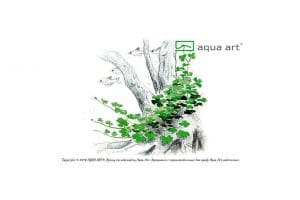 Hydrocotyle sp. 'Japan' - InVitro