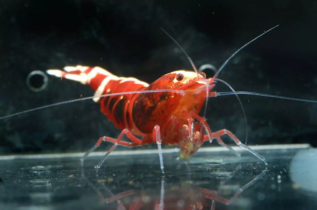 Red Metallic - Advanced Nanashi Garnele - Caridina - Low-Mid-High – Bild 3