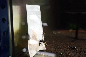 Alternative view of Lubao - Garnelenfutter - Biofilm - Bakterien