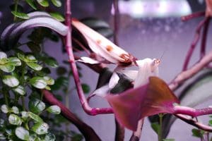 Alternative view of Starterset Mini #1 - Terrarium-Pflanzen