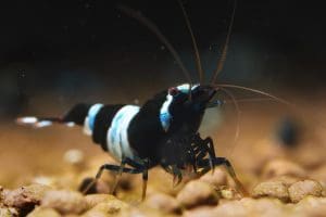 Alternative view of Panda - Taiwan Garnele