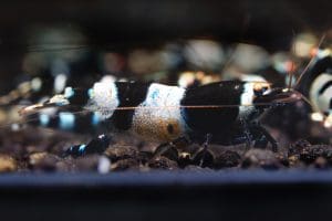 Alternative view of Panda OE - Taiwan Garnele - weiße Pigmente